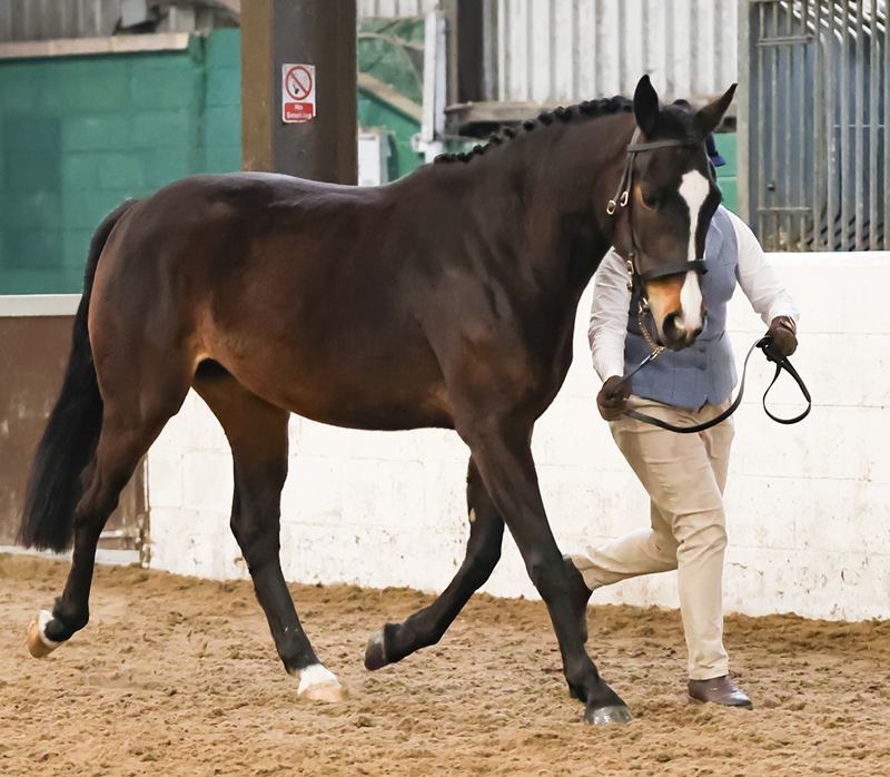 Steph Briggs with Horse, Cocoa
